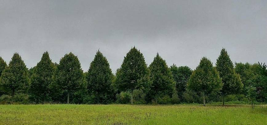 Tylos stovykla (žygis)